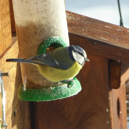 Eifelwaldhaeuschen Grosstyp Mit Wintergarten Und Waschkeller Haustiere Ok Casa de Férias *
