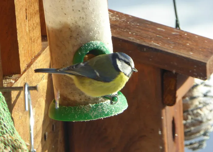 Eifelwaldhaeuschen Grosstyp Mit Wintergarten Und Waschkeller Haustiere Ok بيت للعطل *